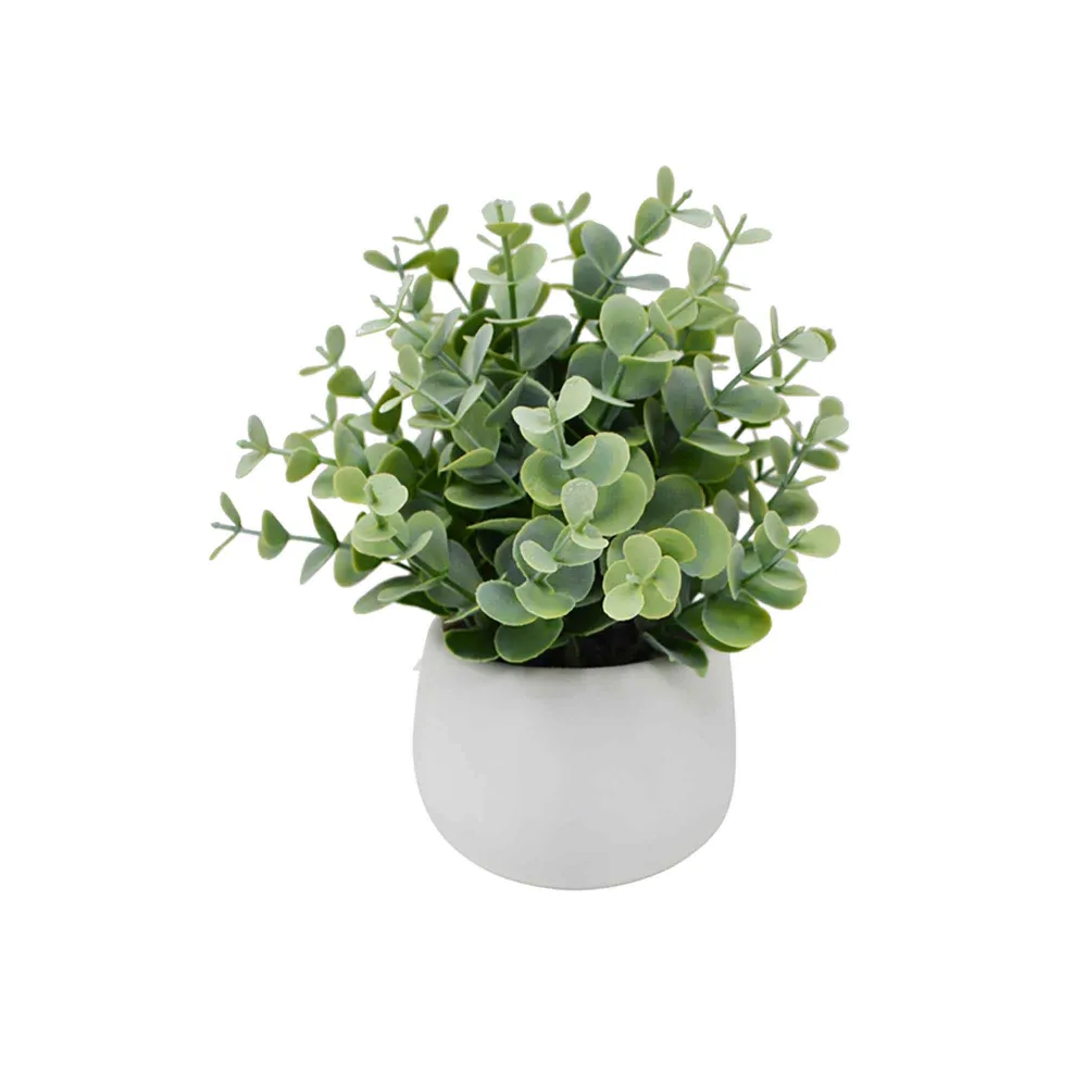Plante d’eucalyptus en pot de céramique blanc, 10 cm x 7 cm x 21 cm