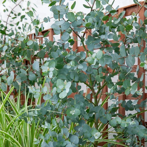 Eucalyptus gunnii 1776899046