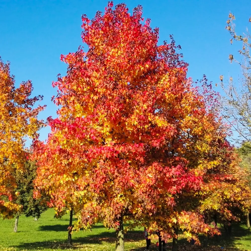 Copalme d'Amérique - Liquidambar 1777903842