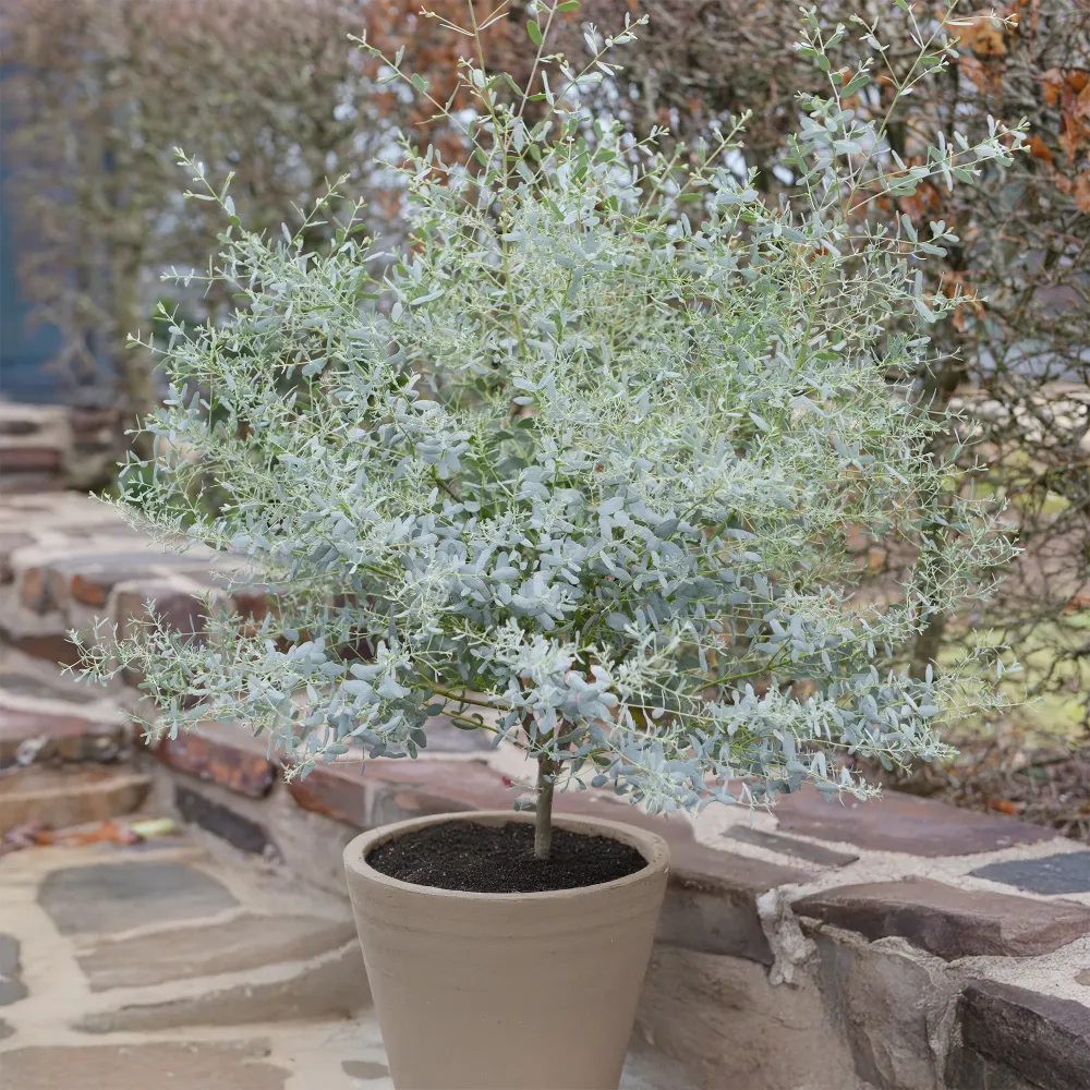 Eucalyptus gunnii France Bleu ® Rengun 1778076317