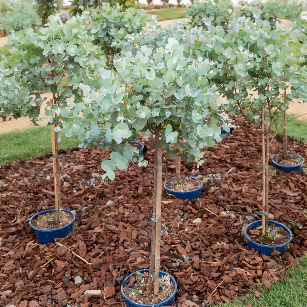Eucalyptus sur tige 1778108892