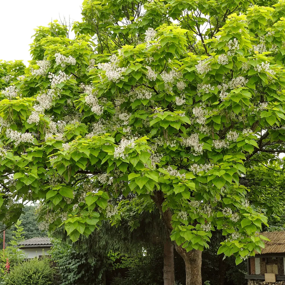 Catalpa bignonioides 1778108897