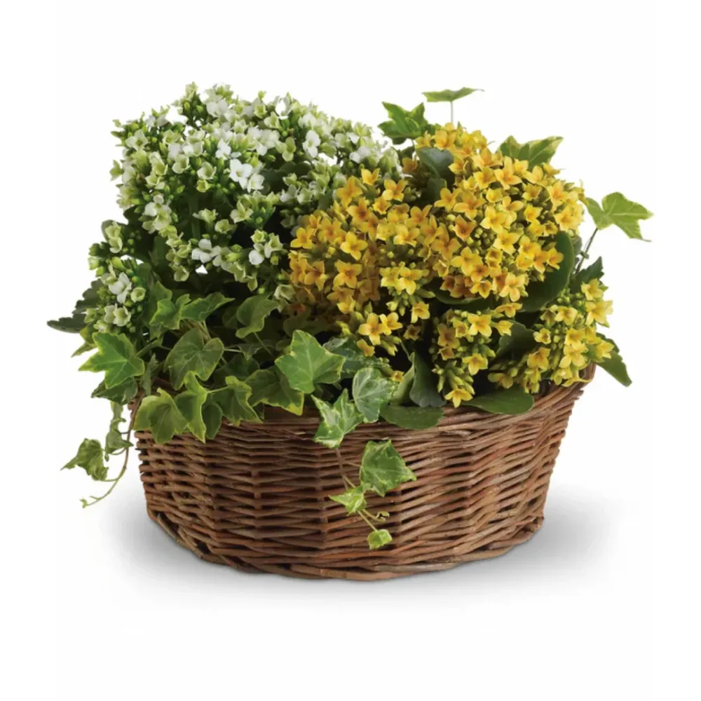 Panier de jardinière généreux Your Vendor Name