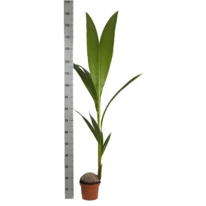 Cocos nucifera (véritable cocotier) taille pot de 4 litres - 140/160 cm