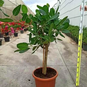 Ficus benghalensis 'audrey' (figuier des banyans 'audrey') taille pot de 35l 100/120cm