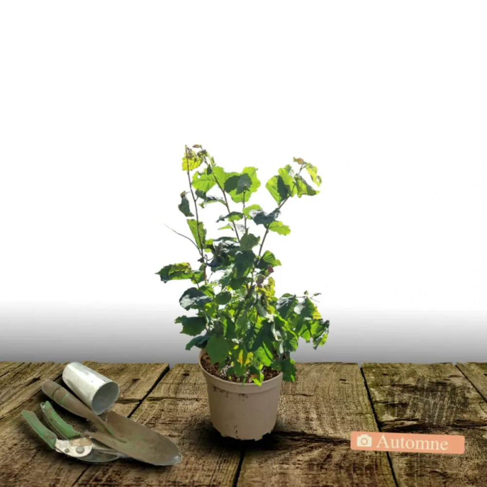 Noisetier merveille de bollwiller/[-]pot de 3l - 30/60 cm