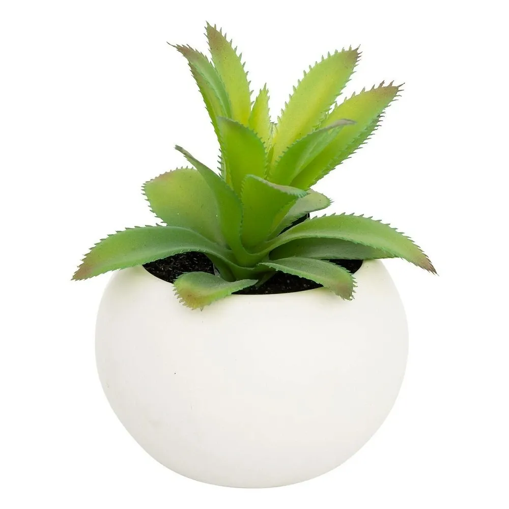 Plante grasse en pot h13