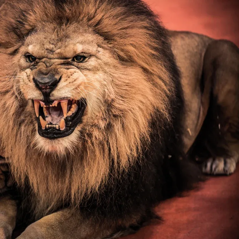 Photographie Lion rugissant papier peint mural pour chambre à coucher, marron, taille personnalisée disponible Clearhalo