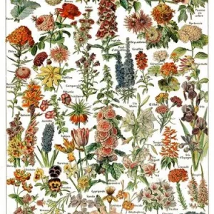 Botanique Vintage Poster Éternel Vintage