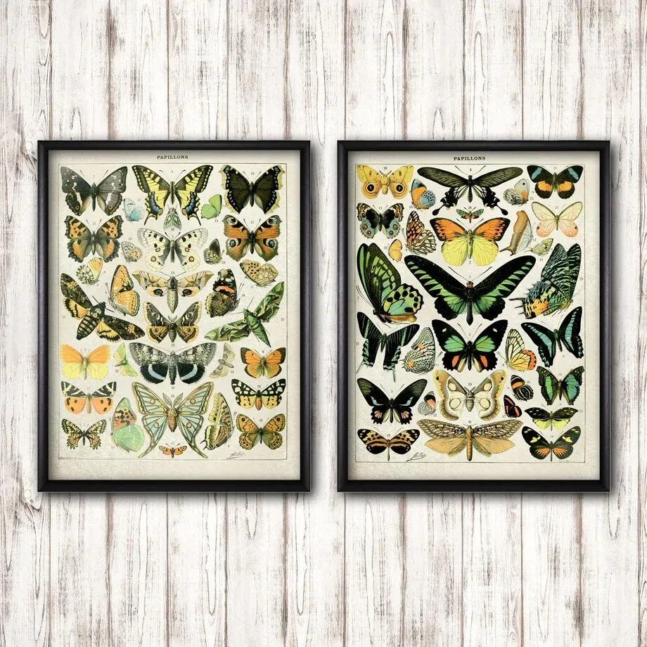 Poster Papillon Vintage Éternel Vintage