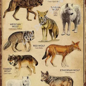Poster Science Vintage Éternel Vintage