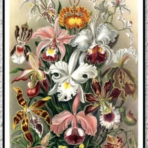 Poster Vintage Flore Éternel Vintage