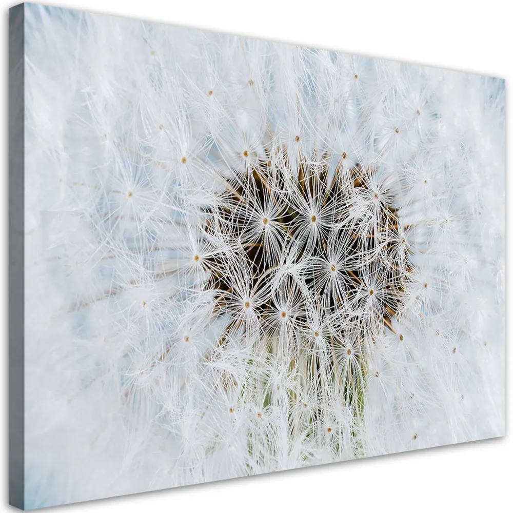 Impression sur toile, fleurs de pissenlit blanches 60x40 Feeby