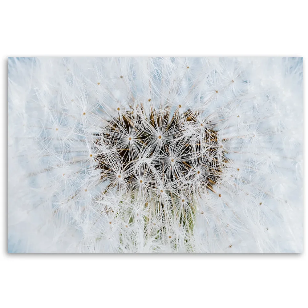 Impression sur toile, fleurs de pissenlit blanches 60x40 Feeby