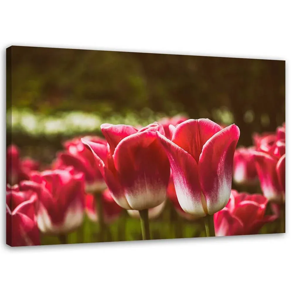 Impression sur toile, Tulipes en fleurs 60x40 Feeby