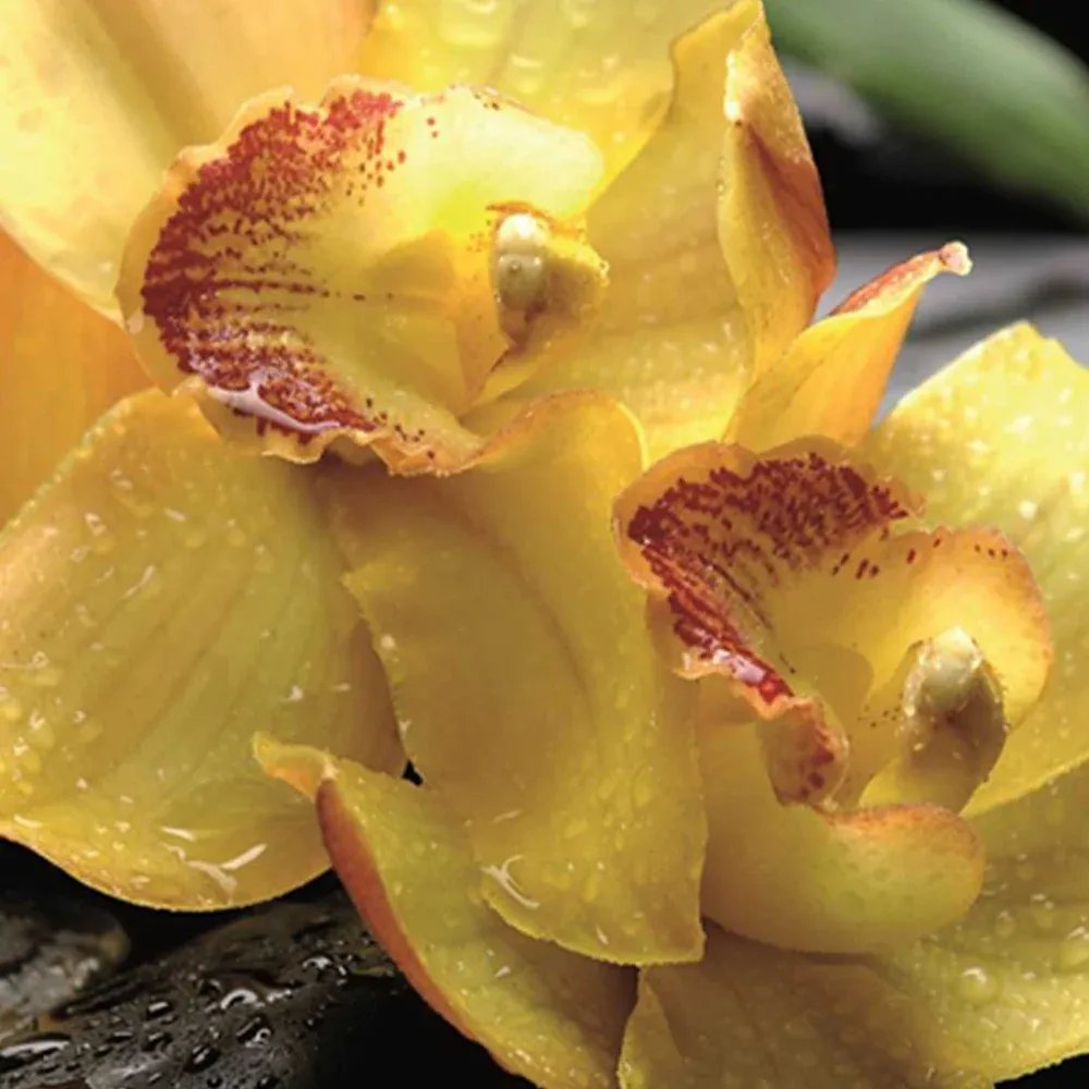 Paravent double face pivotant, noir ou orchidée jaune Feeby