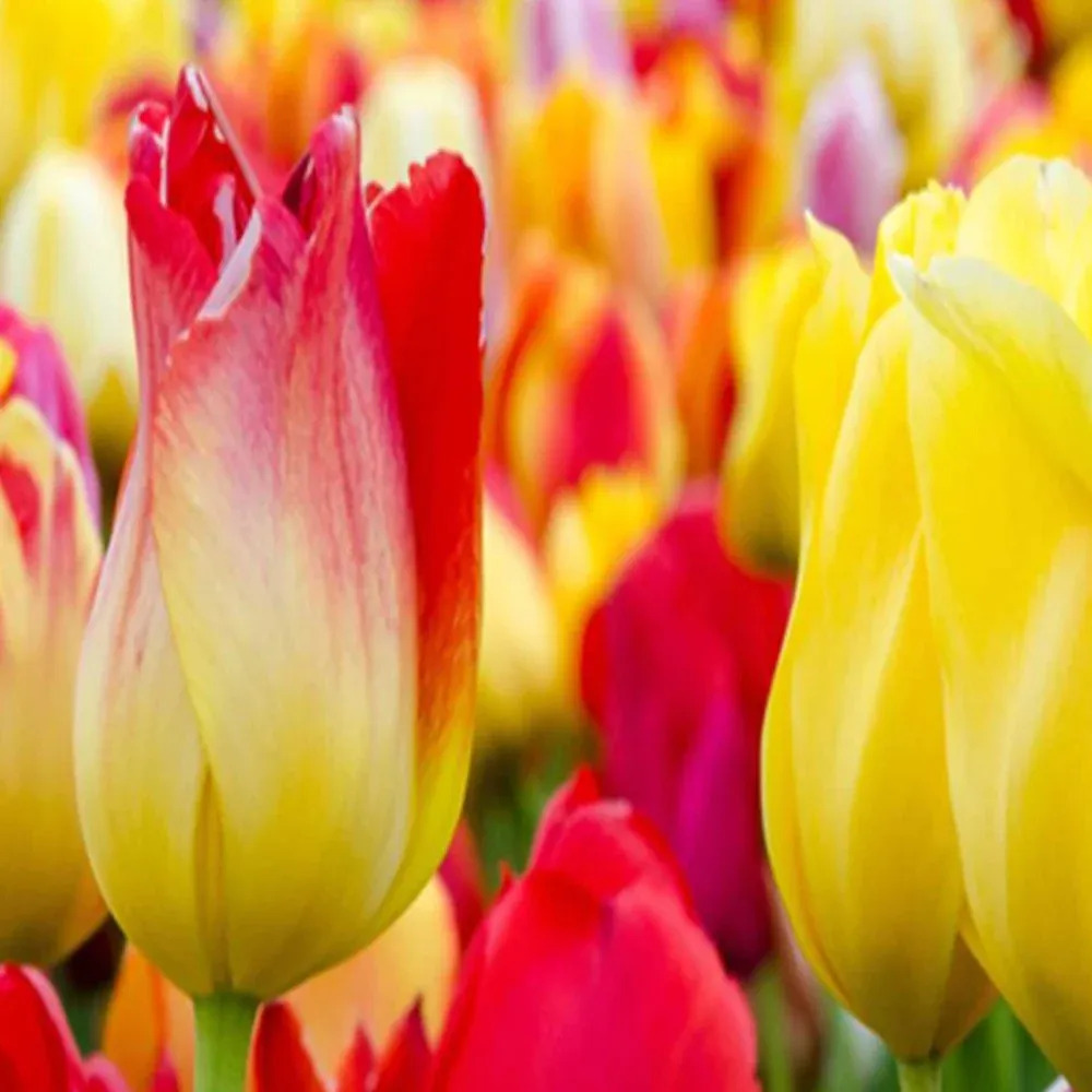 Paravent double face rotatif, tulipes multicolores Feeby