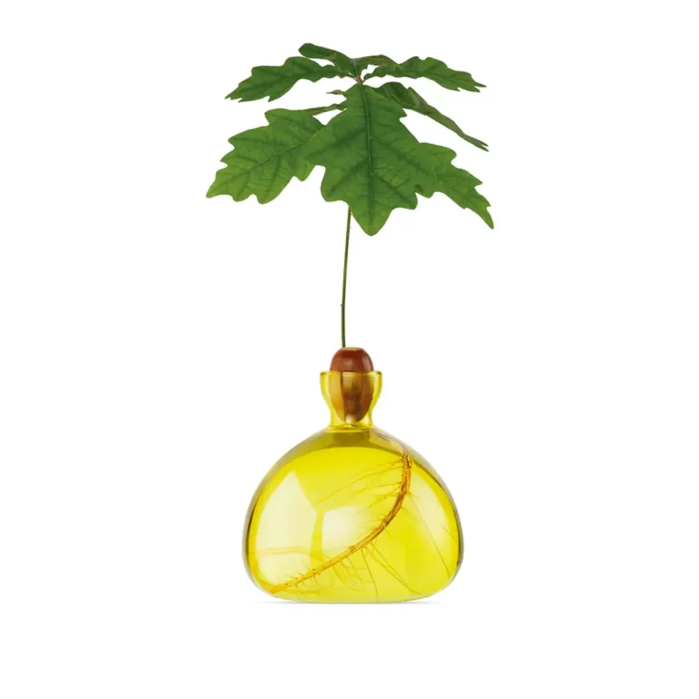 Vase en verre pour gland Ilex Studio