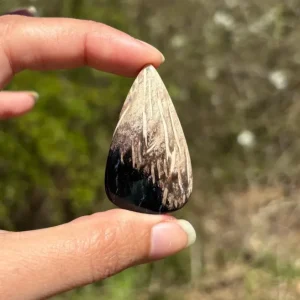 Bois fossilisé 14
