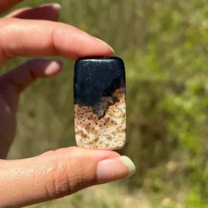 Bois fossilisé 9