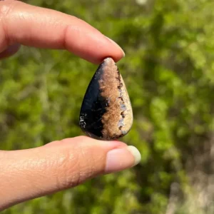 Bois fossilisé 6