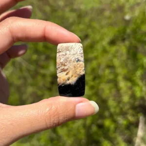 Bois fossilisé 12