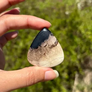 Bois fossilisé 13