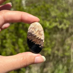 Bois fossilisé 7