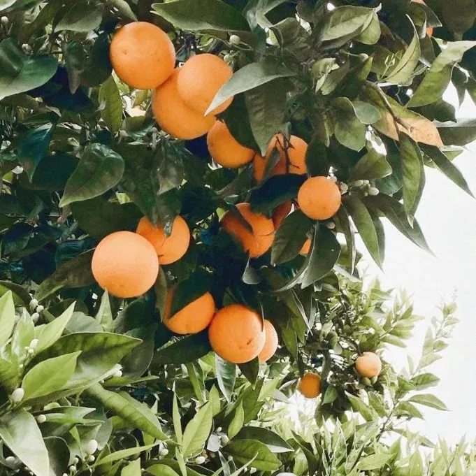 Bougie Ambre et Orange à la Cire de Soja