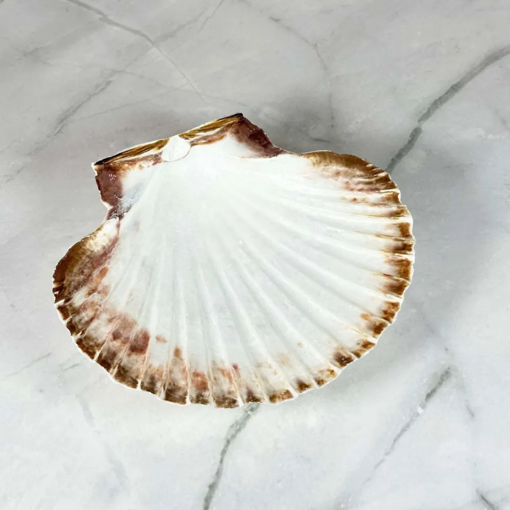 Encensoir coquille Saint-Jacques