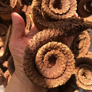 Fleur de palmier male