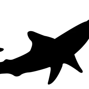 Mako requin