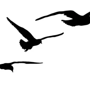 Mouettes