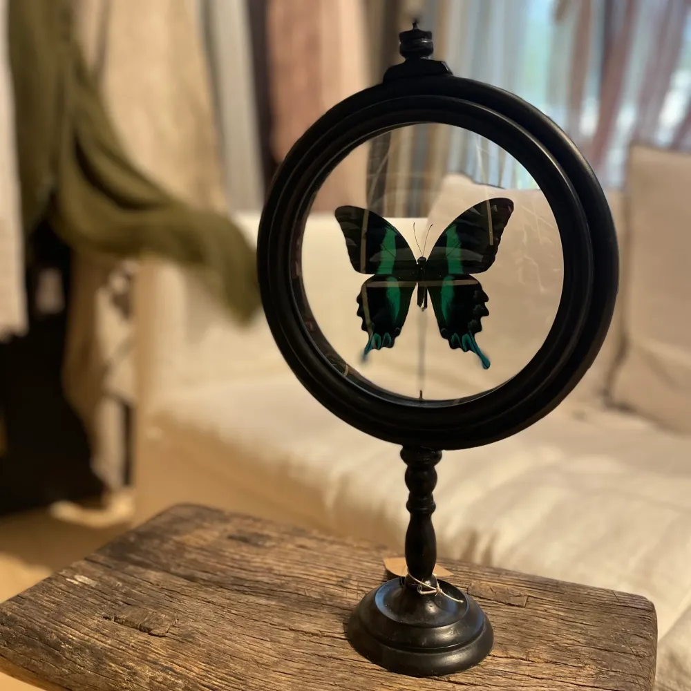 PAPILLON DANS RELIQUAIRE