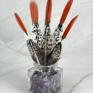 Plume de faisan Lady