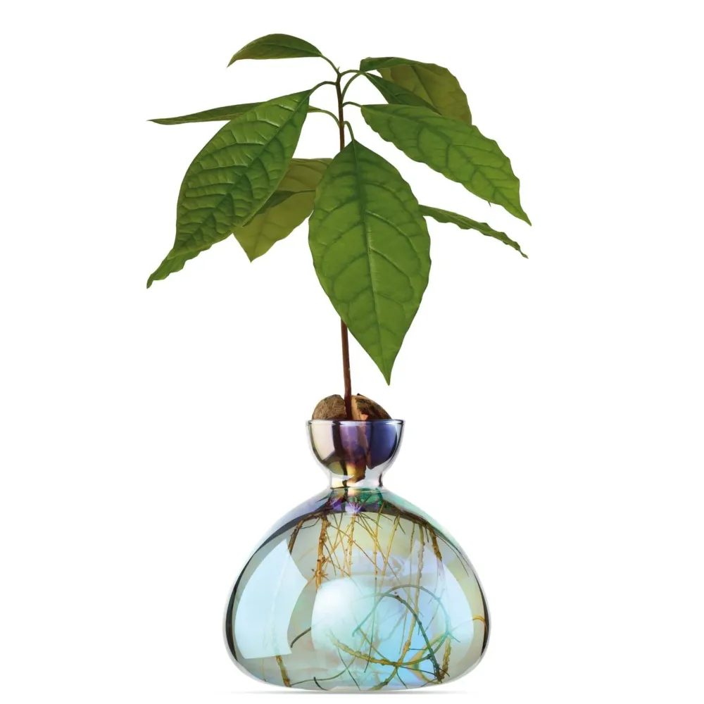 VASE À AVOCAT LYRA