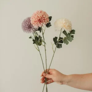 CHRYSANTHEMUM Ivory Eucalypt Co.