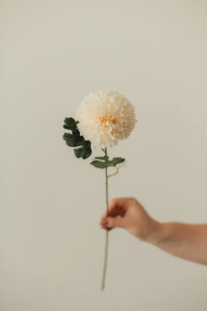 CHRYSANTHEMUM Ivory Eucalypt Co.