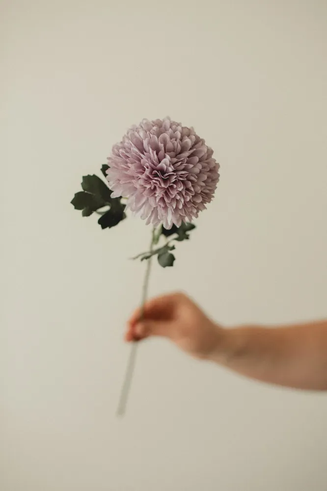 CHRYSANTHEMUM Ivory Eucalypt Co.