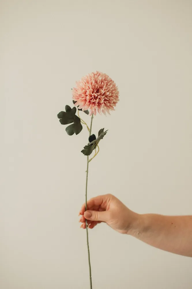 CHRYSANTHEMUM Ivory Eucalypt Co.