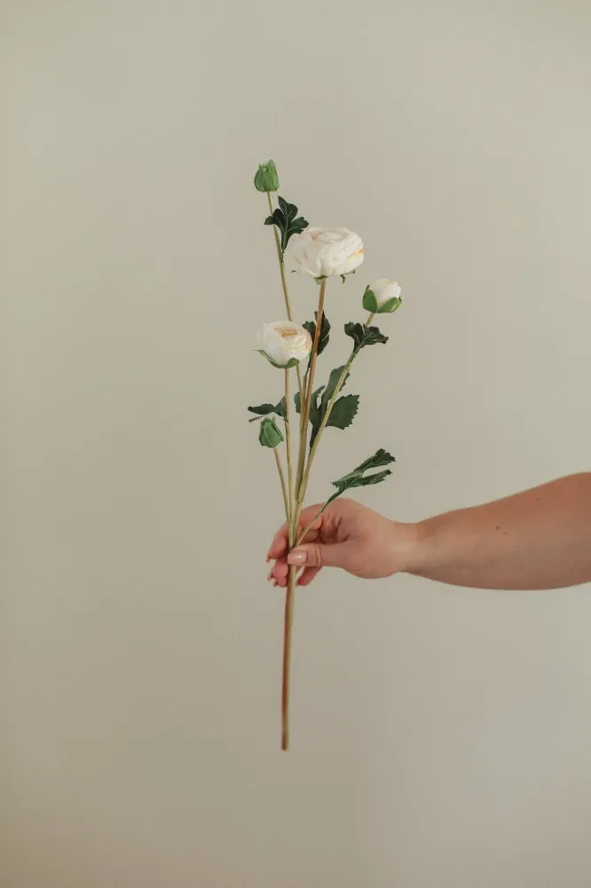 RANUNCULUS Single Eucalypt Co.