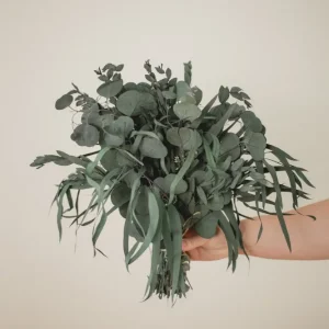 ARRANGEMENT D'EUCALYPTUS PRÉSERVÉ 2 Eucalypt Co.