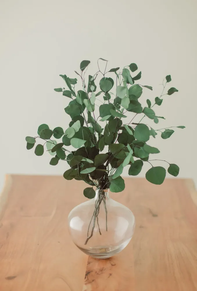 BOUQUET D'EUCALYPTUS Blue Eucalypt Co.