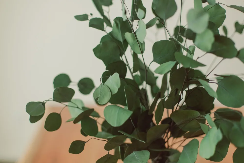 BOUQUET D'EUCALYPTUS Blue Eucalypt Co.