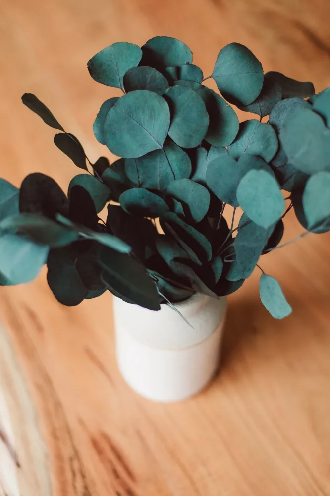 BOUQUET D'EUCALYPTUS Blue Eucalypt Co.