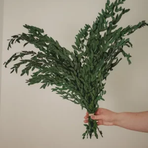 BOUQUET D'EUCALYPTUS PRÉSERVÉ Green Eucalypt Co.