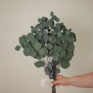 EUCALYPTUS - SILVER DOLLAR Green Eucalypt Co.