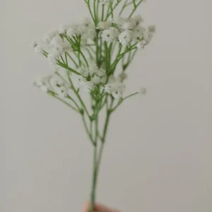 GYPSOPHILE PRÉSERVÉ Eucalypt Co.