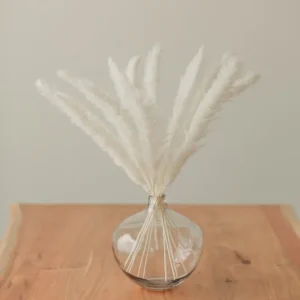MINI PLUMES DE PAMPA Eucalypt Co.