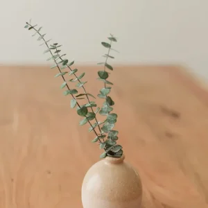 PETITES TIGES PRÉSERVÉES Small Eucalypt Co.
